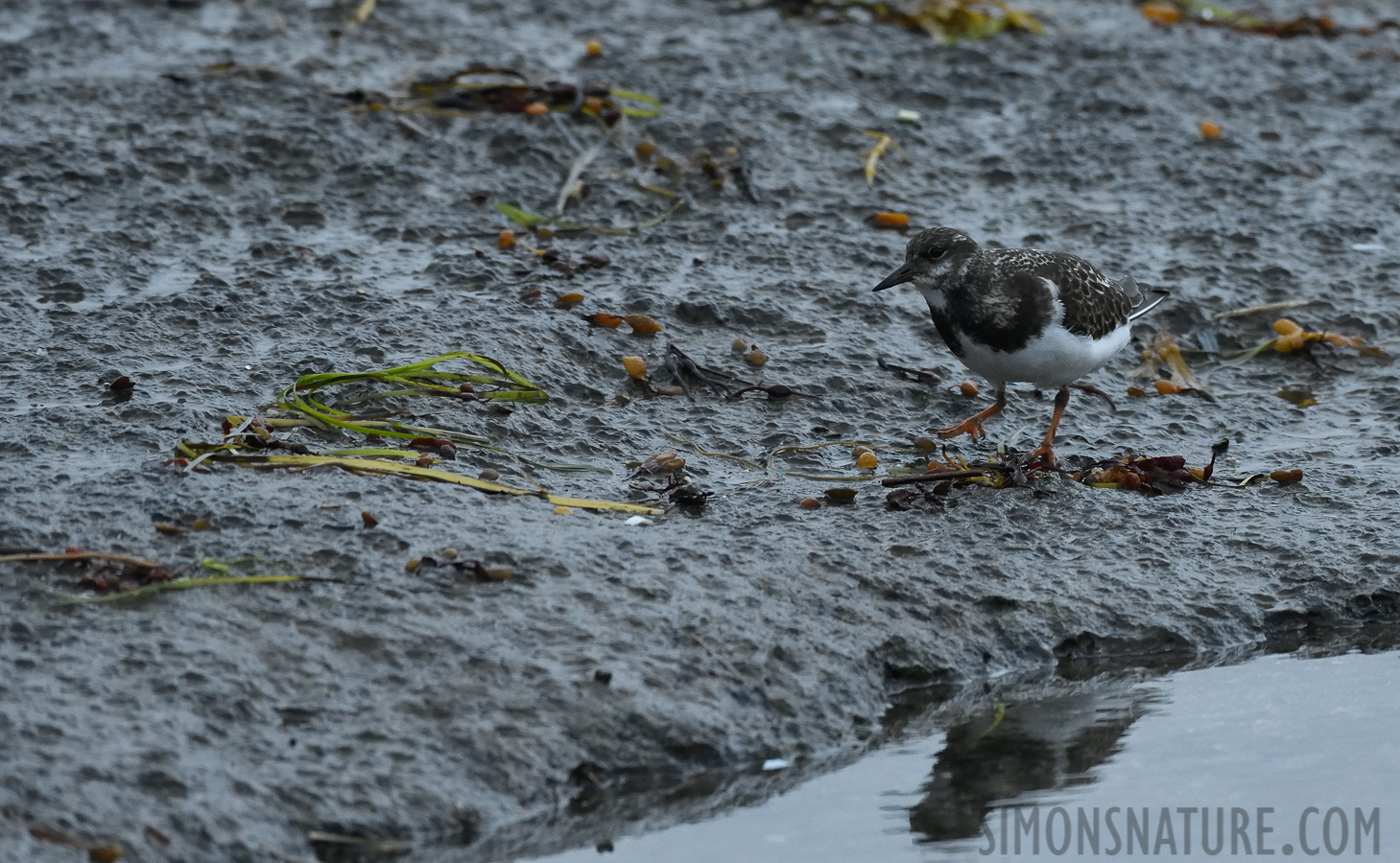 Arenaria interpres [400 mm, 1/800 Sek. bei f / 7.1, ISO 1600]